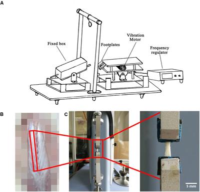 Effects of Plantar Vibration on Bone and Deep Fascia in a Rat Hindlimb Unloading Model of Disuse